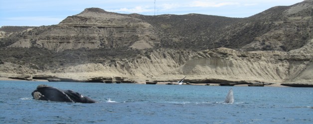 Op walvissenjacht in Puerto Madryn