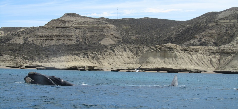Op walvissenjacht in Puerto Madryn