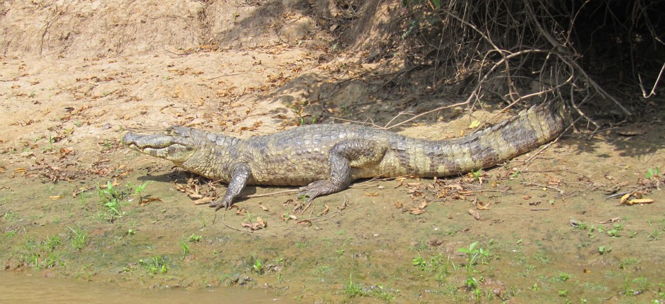 Rurrenabaque: Jungle & Pampas